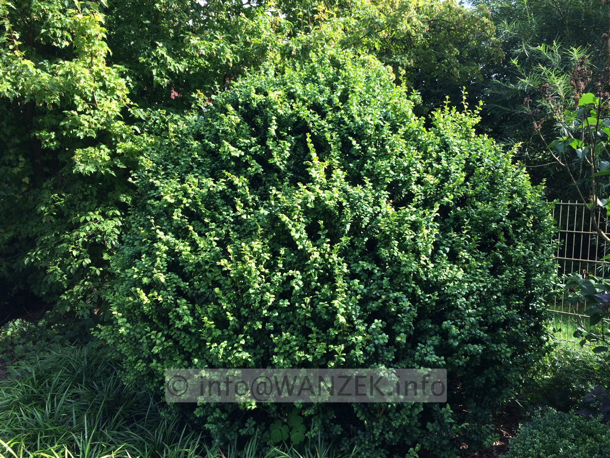 Buxus sempervirens Rotundifolia - Solitaer.JPG